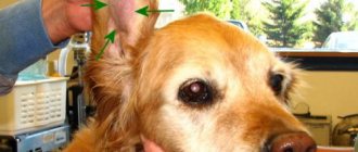 появление ушной гематомы у собаки