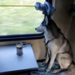 Правила провоза животных в поездах РЖД
