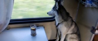 Rules for transporting animals on Russian Railways trains