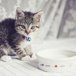 Правила введения прикорма для котят в 1 месяц