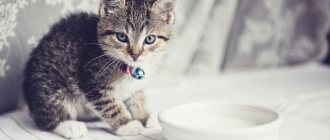 Правила введения прикорма для котят в 1 месяц