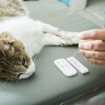 With very early treatment, such sick cats live for a year