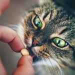 При первичной эпилепсии кошке назначаются противосудорожные медикаменты