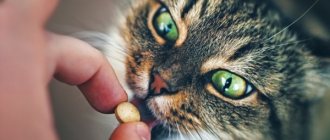 При первичной эпилепсии кошке назначаются противосудорожные медикаменты