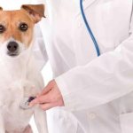 causes of cough in dogs