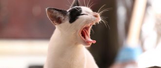 приступы астмы у кошки