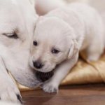 signs of false pregnancy in dogs