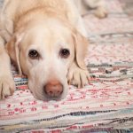 Проблемы лечения гипотиреоза у собак