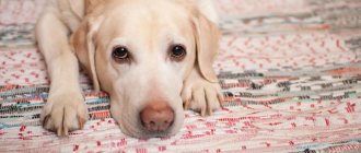Проблемы лечения гипотиреоза у собак