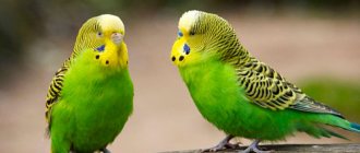 продолжительность жизни волнистых попугайчиков