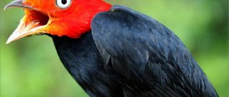Птица с красной головой: название. Описание лесных птиц