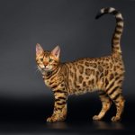 Spotted domestic cat breed
