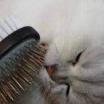 Comb for British cats