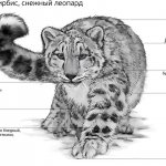 snow leopard sizes