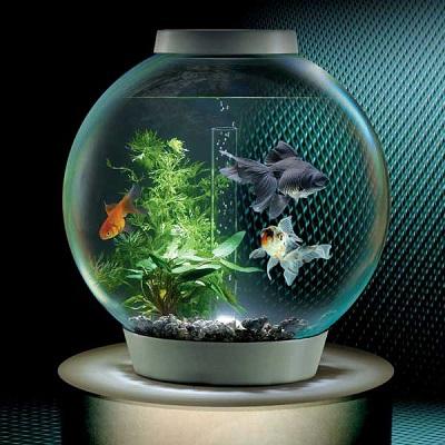 разновидности аквариумных рыбок