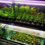 Разведение аквариумных растений