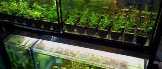 Разведение аквариумных растений