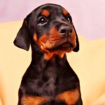 Doberman development occurs up to 2 years of age