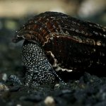 The role of aquarium snails