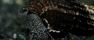 The role of aquarium snails