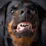 Ротвейлер - порода собак