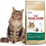 Royal Canin for cats