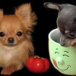Russian Toy Terrier and Chihuahua: who is better?