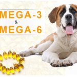 Fish oil for dogs, benefits and method of use