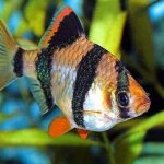 рыбка барбус суматранский (Puntigrus tetrazona)