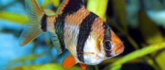 рыбка барбус суматранский (Puntigrus tetrazona)