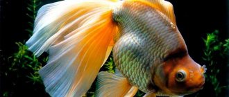 Рыбка вуалехвост: содержание и уход, как выглядит, виды (ситцевый), сколько живут, фото, размножение, совместимость