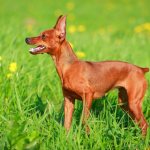 Red miniature pinscher and its features