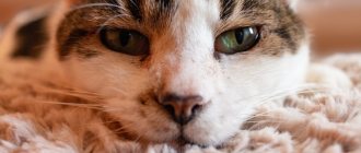 Salmonellosis in cats