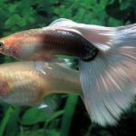 female and male guppy