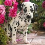 the most beautiful dog names for girls
