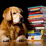 The smartest-dog-breeds-1