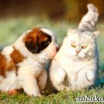 Сенбернар-собака-Описание-особенности-уход-и-цена-сенбернара-6