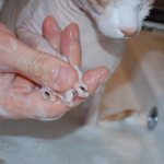 Шампунь от блох для кошек: как выбрать, какой лучше, как часто можно мыть котенка, как действует, сколько стоит
