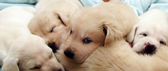 Puppies and a newborn dog