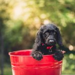 The puppy climbed into the bucket