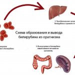 Scheme of bilirubin formation in the blood