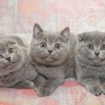 Scottish kittens and straight in the middle