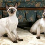 Siamese cat: description of the breed and character, rules of care, maintenance, education and feeding