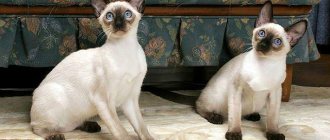 Сиамская кошка: описание породы и характера, правила ухода, содержания, воспитания и кормления