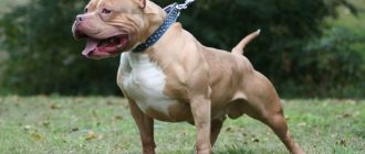 Strong and muscular pit bull terrier