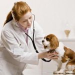 синдром кушинга у собак сколько живут