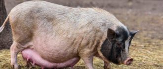 How long does a pregnant pig walk?