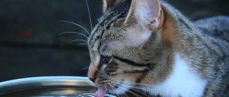 Сколько кошка должна пить воды в сутки