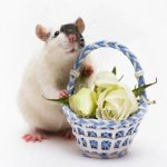 Сколько лет живут декоративные домашние мыши как выглядят и что едят