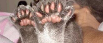 How many fingers does a cat have?